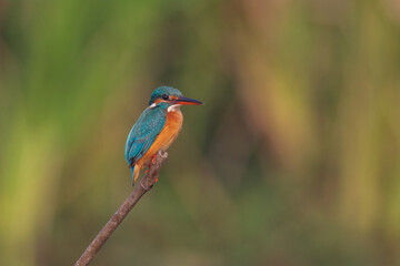 Common kingfisher (Alcedo atthis) at Baruipur, West Bengal, India
