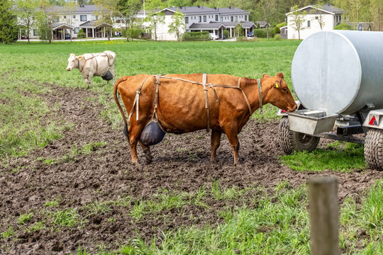 Cows on a pasture drink water from a drinking bowl. A barrel of water on wheels. Drinking barrel for cows. High quality photo
