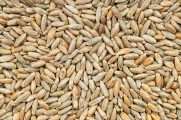 background - many whole rye grains