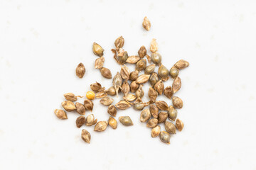 whole-grain barnyard millet seeds close up on gray