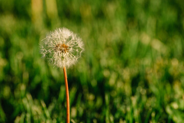 dandelion on green grass