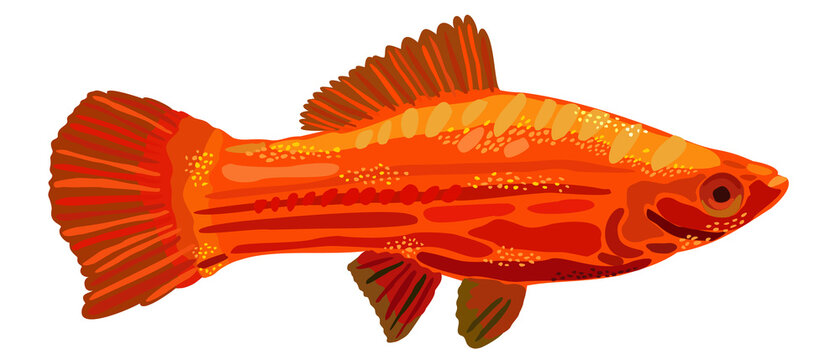Vector isolated illustration of bright red swordtail female fish.