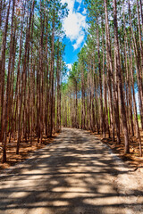 Winding woodland trail through the towering CCC pine forest in Michigan. - obrazy, fototapety, plakaty