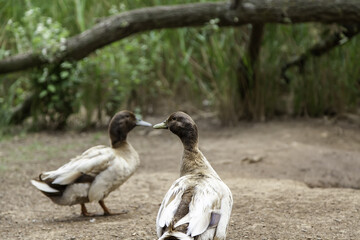 Two ducks walking
