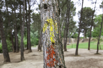 Arrow road santiago tree