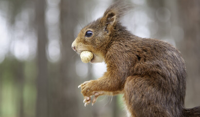 Squirrel eating nuts