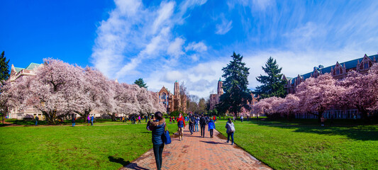 Cherry blossom in bloom, University of Washington campus,  Seattle, WA, USA