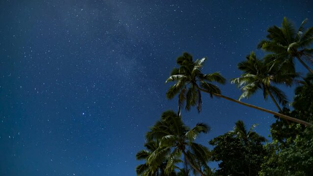 Tropical palm trees at night under the stars