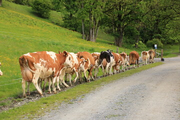 Kühe laufen in einer Reihe Richtung Stall