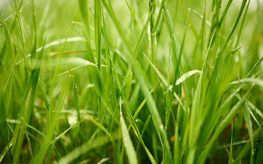 dew on green grass illuminated by morning light