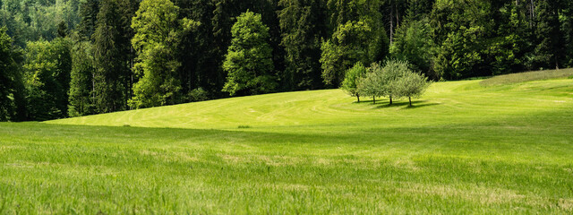 landscape background banner panorama - Fresh green meadow with fruit trees and forest in germany