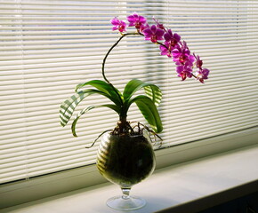  Pink orchid flower  on the windowsill. Home flower in a background of louvers.