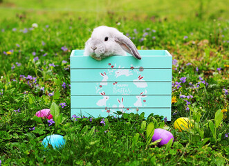 Easter bunnies in basket and box with Easter eggs Holland Lop
