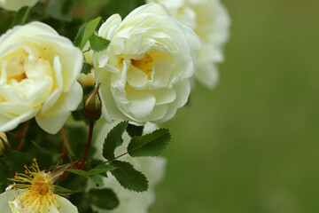 Blooming milk-white ivory rose flower on the green background in the garden