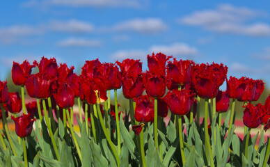 A huge field of bright, blooming tulips in the city park. Beauty of blooming field. Nature background. Spring flowers on a warm sunny day.