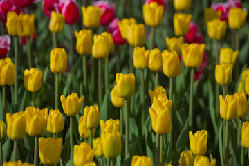 Obraz premium A huge field of bright, blooming tulips in the city park. Beauty of blooming field. Nature background. Spring flowers on a warm sunny day.