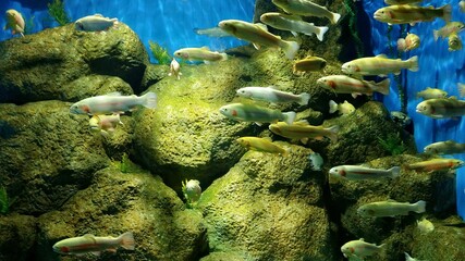 aquarium
 