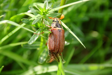 Maikäfer krabbelt an einem Grashalm nach oben © Horst Bingemer
