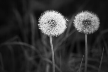 Dandelion flowers with fluffy seed heads