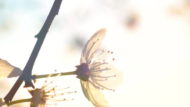 Look from behind at the white flower of fruit tree backlit by sunshine. Stamens casting shadows at petals. Macro, pedestal rising.