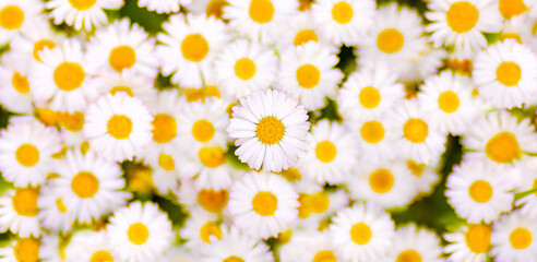 Blooming white daisy flowers in summer, web banner