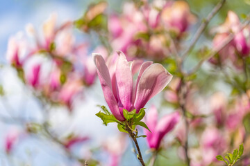 Bloomy magnolia tree with big pink flowers. Blooming magnolia tree in spring on pastel bokeh blue sky and pink background, wide composition, internet springtime banner