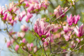 Bloomy magnolia tree with big pink flowers. Blooming magnolia tree in spring on pastel bokeh blue sky and pink background, wide composition, internet springtime banner
