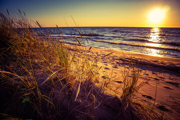 A beautiful beash grass groing at the Baltic Sea. Beach plants in the sunset hours. Seaside scenery of Northern Europe.