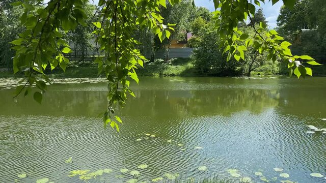 Tranquil Scene Of Pond At Summer Day. Green Peaceful Background.