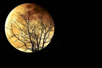abstract silhouette of dry twigs on the background of the moon and the night sky