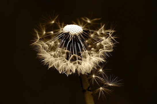 close up of dandelion