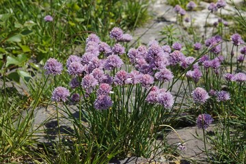wilder schnittlauch, allium schoenoprasum