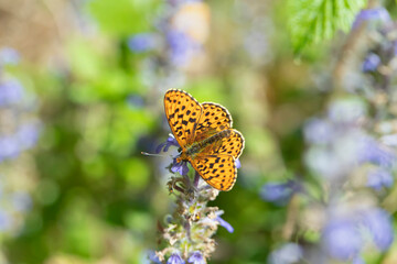 Pearl-bordered fritillary butterfly (Boloria euphrosyne) feeding nectar.