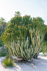 Green Cactus Plant In Summer