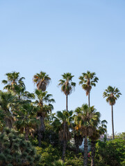 Naklejka premium Palm Trees In Barcelona City, Spain
