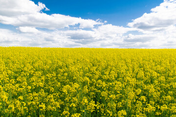 Fototapeta premium Yellow rapes flowers and blue sky with clouds