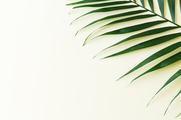 Fototapeta na wymiar Tropical palm leaf branch top view on yellow background