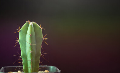 Close up myrtillocactus geometrizans stem cactus on potted in sunshine