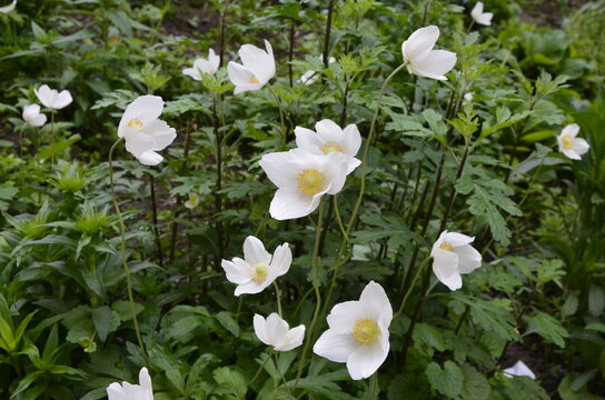 Snowdrop - Anemone Anemone sylvestris - in Spring season.