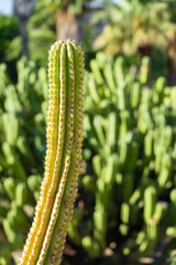 Green Cactus Plant In Summer
