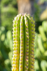 Green Cactus Plant In Summer