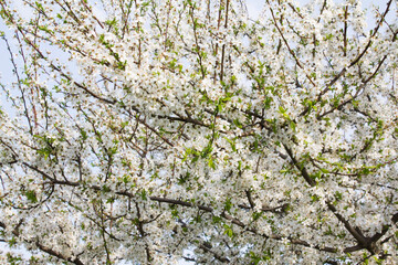 Apricot tree flower, seasonal floral nature background