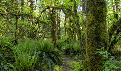 Canadian Rain Forest. Beautiful View of Fresh Green Trees in the Woods with Moss. Taken in Golden Ears Provincial Park, near Vancouver, British Columbia, Canada. Nature Background
