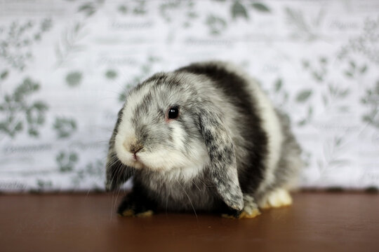 Magpie Holland Lop buck