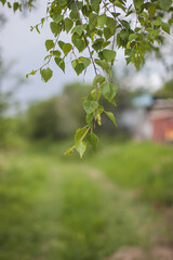leaves in spring