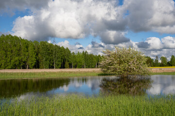 Fototapeta na wymiar The meadow in the Latvian countryside in early spring is flooded with water and there grows a beautiful chubby apple tree that blooms, the sky is blue with many macaques