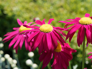 (Tanacetum coccineum) Bunte Garten-Margerite 'James Kelway' oder Rotblütige Wucherblume....