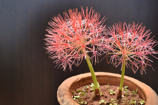 Scadoxus Multiflorus Grown In A Pot