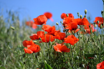 Poppies and blue Sky