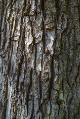 Fototapeta premium Poplar bark. The rough texture of the tree bark.